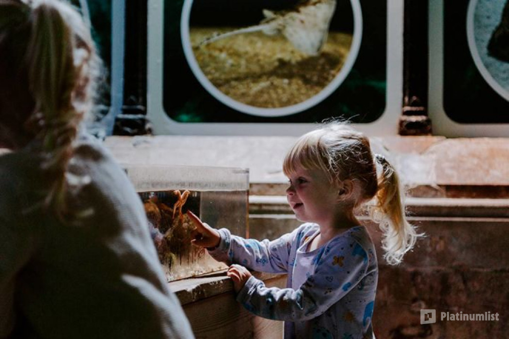 Sea Life Brighton in Brighton: Gallery Photo 3yo464