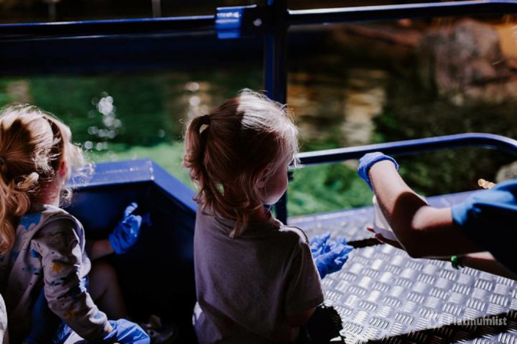 Sea Life Brighton in Brighton: Gallery Photo nkebrq Sea Life Brighton in Brighton: Gallery Photo nkebrq