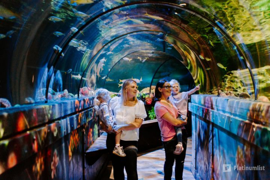 Sea Life Brighton in Brighton: Gallery Photo n69kvp Sea Life Brighton in Brighton: Gallery Photo n69kvp