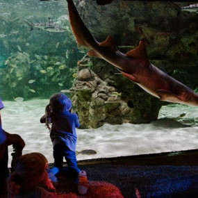 Photo from Sea Life Brighton in Brighton: Gallery Photo n26je4