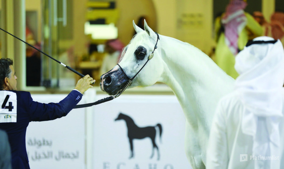 The Arabian Horse Show For Local Breeders 2025 in Riyadh в Эр-Рияд: Галерея фото n26jj4
