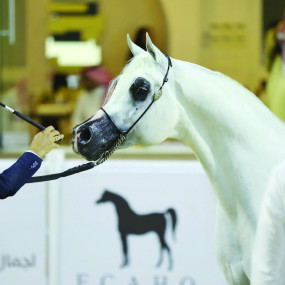 The Arabian Horse Show For Local Breeders 2025 in Riyadh в Эр-Рияд: Галерея фото n26jj4