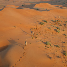 Photo from ركوب منطاد الشمس المشرقة في رأس الخيمة in رأس الخيمة: Gallery Photo 3j5pdw