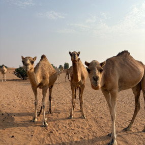 Photo from ركوب منطاد الشمس المشرقة في رأس الخيمة in رأس الخيمة: Gallery Photo 3xv1g8