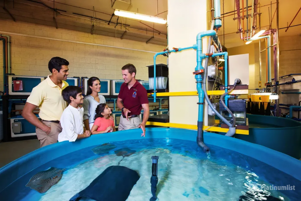 Lost World General Admission + Interactive Trident + Behind the scenes tour in Dubai: Gallery Photo n0v4bv