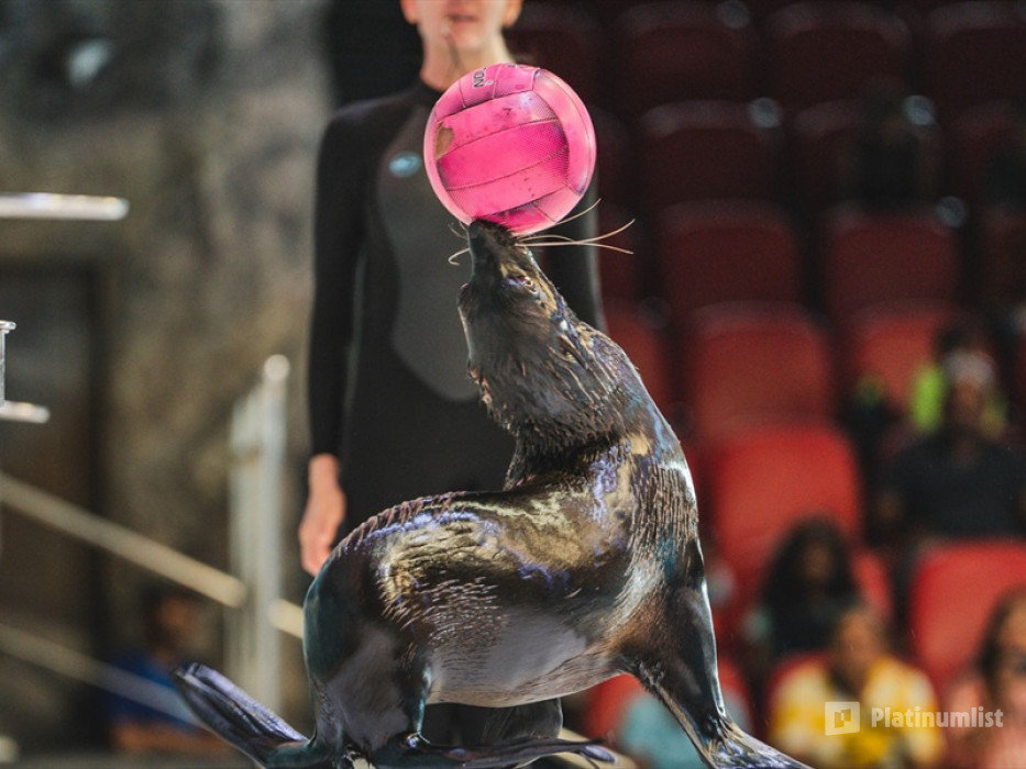 n151m6 استديو الصور :أبوظبي في Qasr Al Watan + Dolphin & Seal Show  - Combo