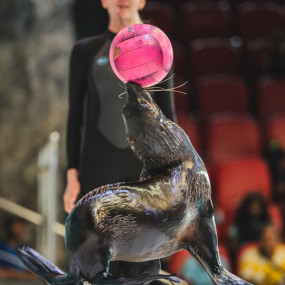 n151m6 استديو الصور :أبوظبي في Qasr Al Watan + Dolphin & Seal Show  - Combo