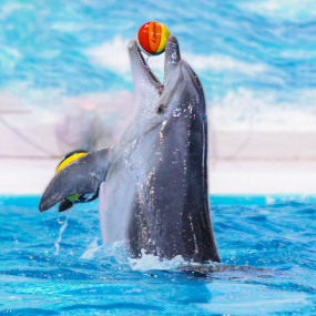 Photo from Qasr Al Watan + Dolphin & Seal Show  - Combo in أبوظبي: Gallery Photo 3e7v2b