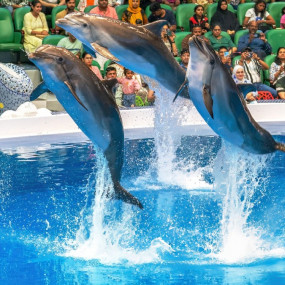Фотография с Dolphin & Seal Show + Global Village  - Combo в Дубай: Галерея фото n69o11