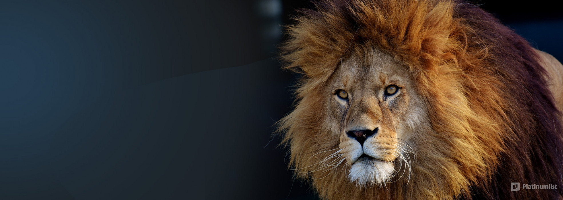 Miracle Garden + Emirates Park Zoo - Combo в Дубай: Галерея фото 3rw4ov