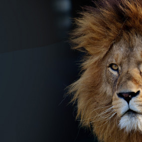 Miracle Garden + Emirates Park Zoo - Combo в Дубай: Галерея фото 3rw4ov