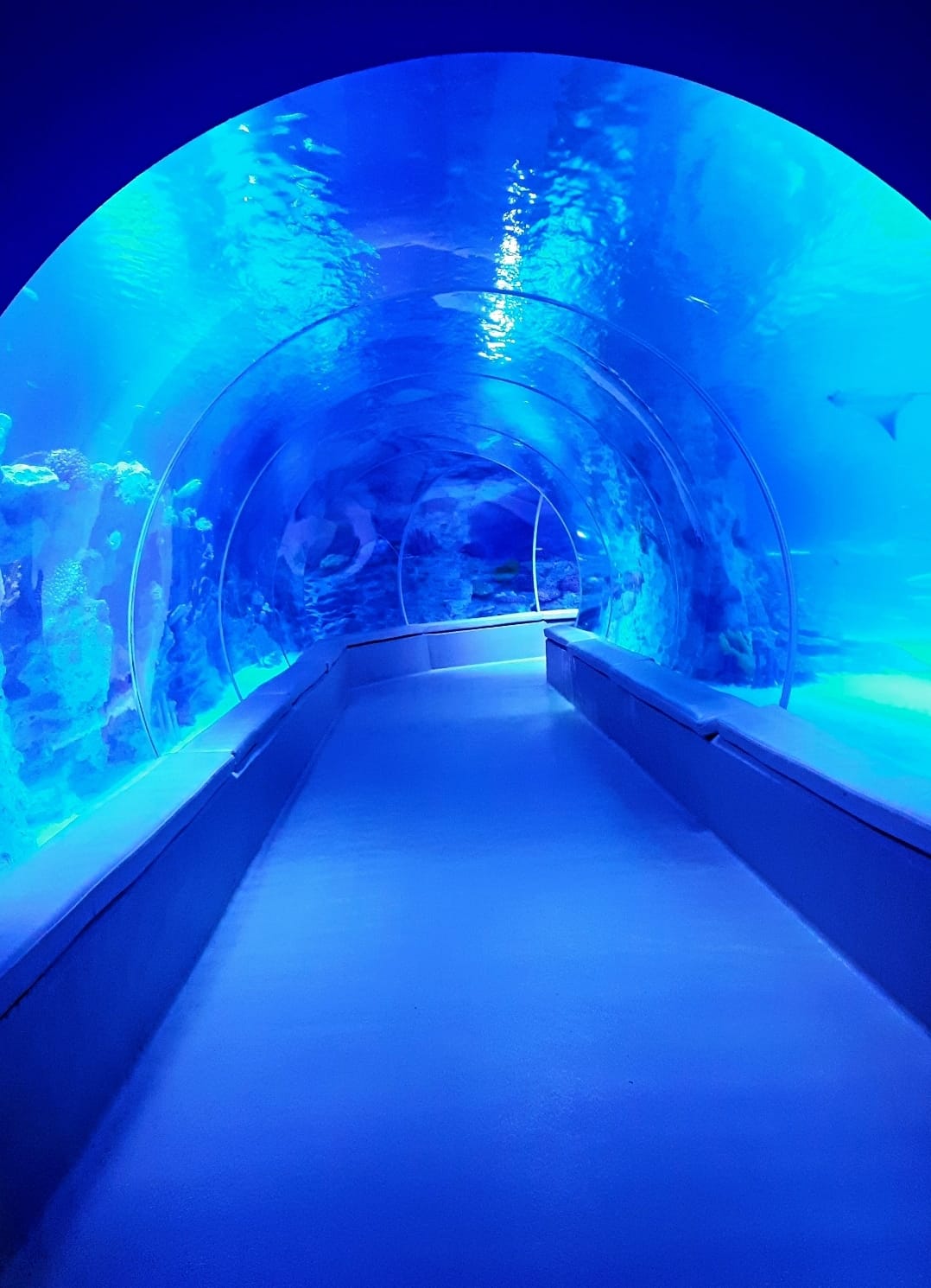 Photo from إعمار إكواريوم إسطنبول in إسطنبول: Gallery Photo n0v9op