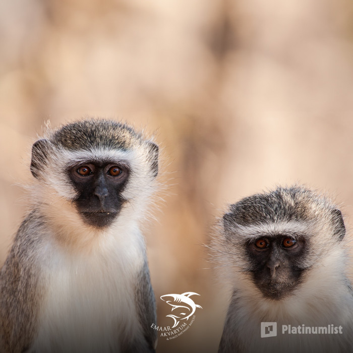 3pj7ye استديو الصور :إسطنبول في إعمار إكواريوم إسطنبول 3pj7ye استديو الصور :إسطنبول في إعمار إكواريوم إسطنبول