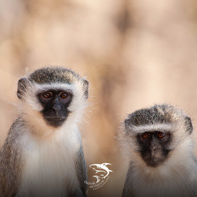 Istanbul Emaar Aquarium in Istanbul: Gallery Photo 3pj7ye Istanbul Emaar Aquarium in Istanbul: Gallery Photo 3pj7ye