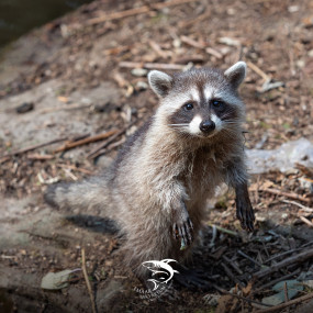 Istanbul Emaar Aquarium in Istanbul: Gallery Photo zg47w4 Istanbul Emaar Aquarium in Istanbul: Gallery Photo zg47w4