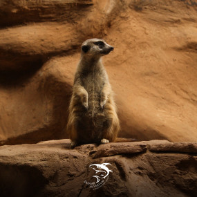 Photo from إعمار إكواريوم إسطنبول in إسطنبول: Gallery Photo zod7q4