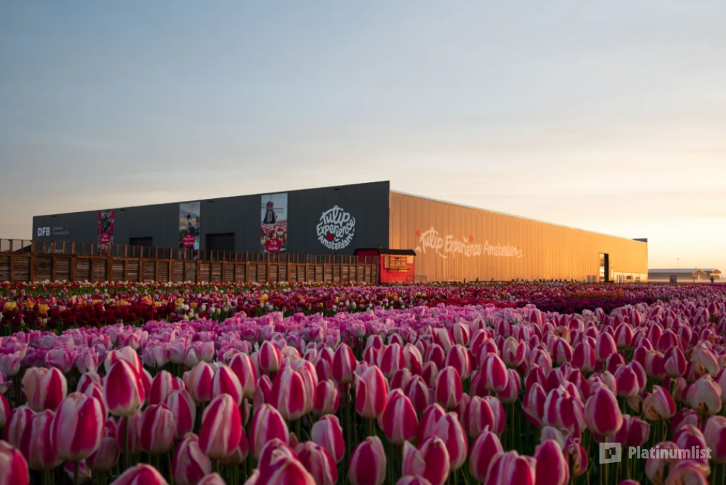 Tulip Experience Amsterdam: Entry Ticket in Amsterdam: Gallery Photo n1591b Tulip Experience Amsterdam: Entry Ticket in Amsterdam: Gallery Photo n1591b