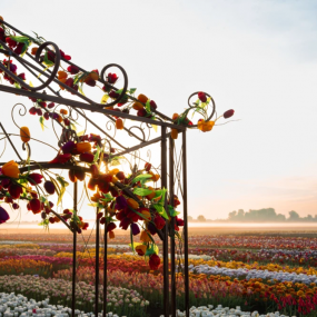 Tulip Experience Amsterdam: Entry Ticket in Amsterdam: Gallery Photo 3e7dvm