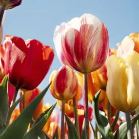 Photo from Tulip Experience Amsterdam: Entry Ticket in Amsterdam: Gallery Photo zw62re