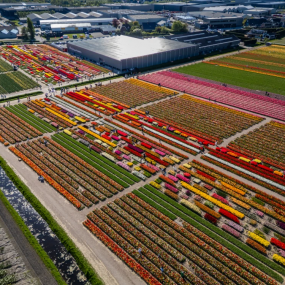 Photo from Tulip Experience Amsterdam: Entry Ticket in Amsterdam: Gallery Photo zv6rdq