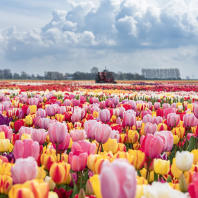 Photo from Tulip Experience Amsterdam: Entry Ticket in Amsterdam: Gallery Photo 3pj77e