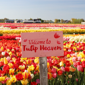 Photo from Tulip Experience Amsterdam: Entry Ticket in Amsterdam: Gallery Photo 3j577r