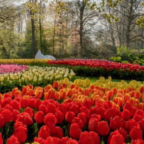 Keukenhof: Entry + Return Bus Transfer from Amsterdam Central Station в Амстердам: Галерея фото nke77q