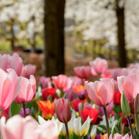 Keukenhof: Entry + Return Bus Transfer from Amsterdam Central Station в Амстердам: Галерея фото 35y88g