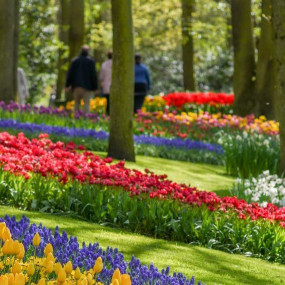 Keukenhof: Entry + Return Bus Transfer from Amsterdam Central Station в Амстердам: Галерея фото n69ppp