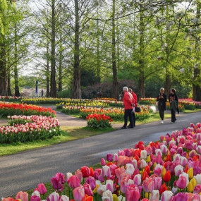 Фотография с Keukenhof: Entry + Return Bus Transfer from Amsterdam Central Station в Амстердам: Галерея фото n26994