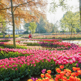 Фотография с Keukenhof: Entry + Return Bus Transfer from Amsterdam Central Station в Амстердам: Галерея фото 3d7ddy