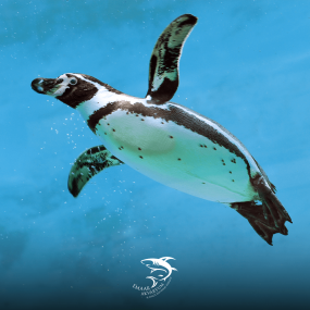 Photo from Istanbul Aquarium + Sky View + Sky Walk - Combo in Istanbul: Gallery Photo 34j978