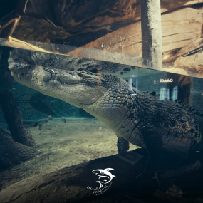 Photo from Istanbul Aquarium + Sky View + Sky Walk - Combo in Istanbul: Gallery Photo 3rw40y