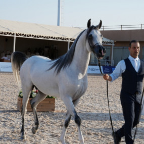 The Arabian Horse Show for Local Breeders in Riyadh в Эр-Рияд: Галерея фото zv6rq0