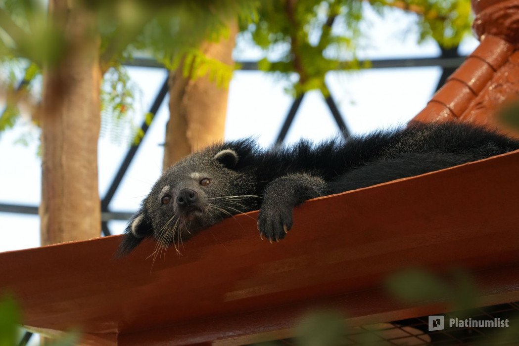 The Butterfly Garden in Abu Dhabi: Gallery Photo zg4v51
