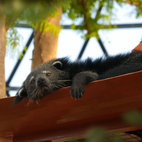 zg4v51 استديو الصور :أبوظبي في The Butterfly Garden