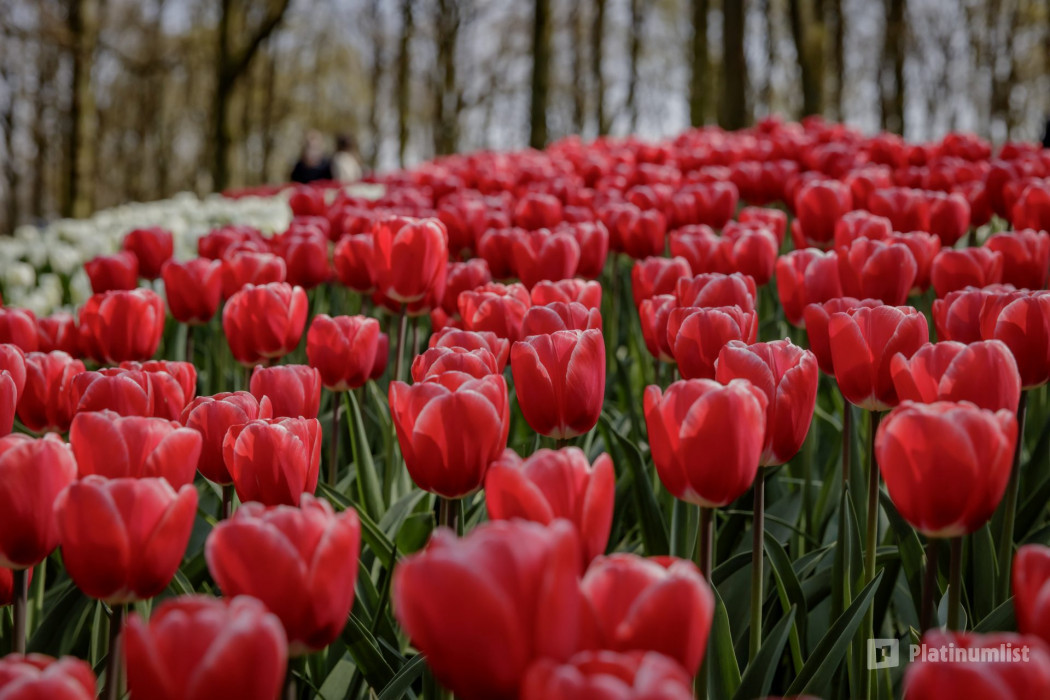 Keukenhof: Entry Ticket in Amsterdam: Gallery Photo 3yo04q