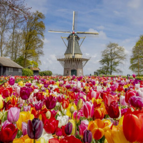 Keukenhof: Entry Ticket in Amsterdam: Gallery Photo nke1b0