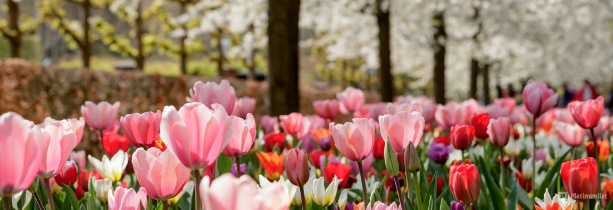 Keukenhof: Entry Ticket in Amsterdam: Gallery Photo n697kx