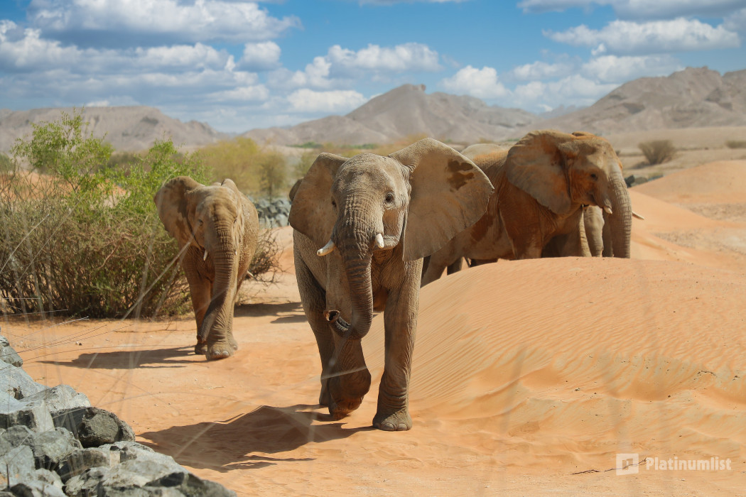 Al Ain Zoo Tickets in Al Ain: Gallery Photo n157gp