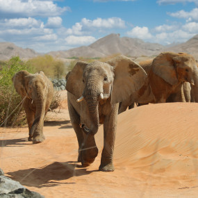 Al Ain Zoo Tickets in Al Ain: Gallery Photo n157gp