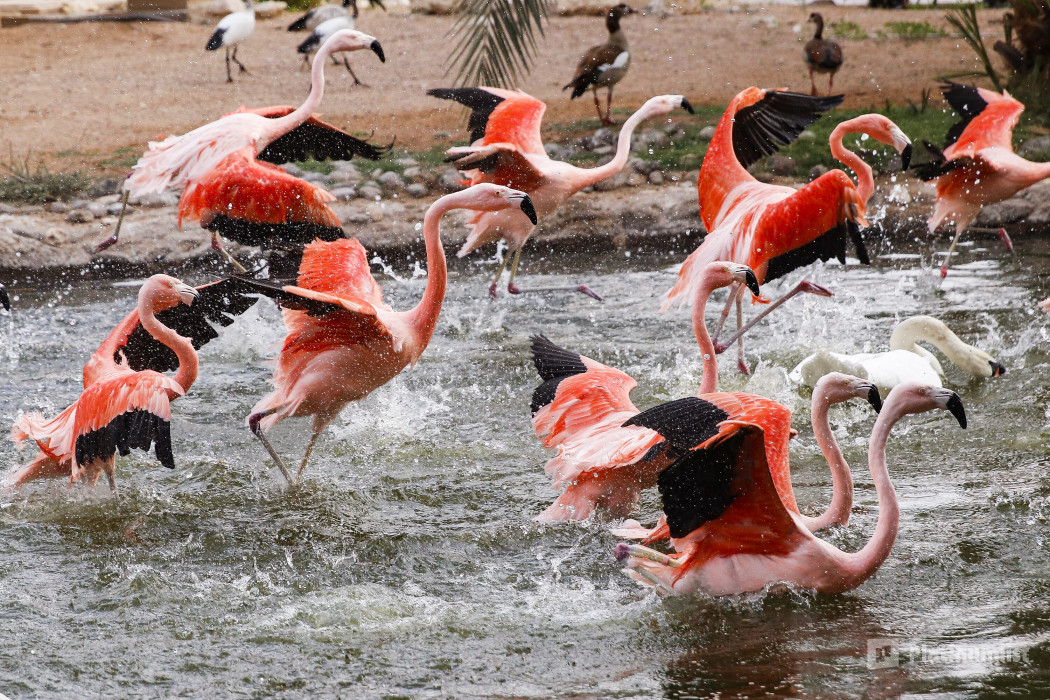 Al Ain Zoo Tickets in Al Ain: Gallery Photo z7x7kx