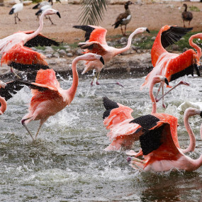 Al Ain Zoo Tickets in Al Ain: Gallery Photo z7x7kx