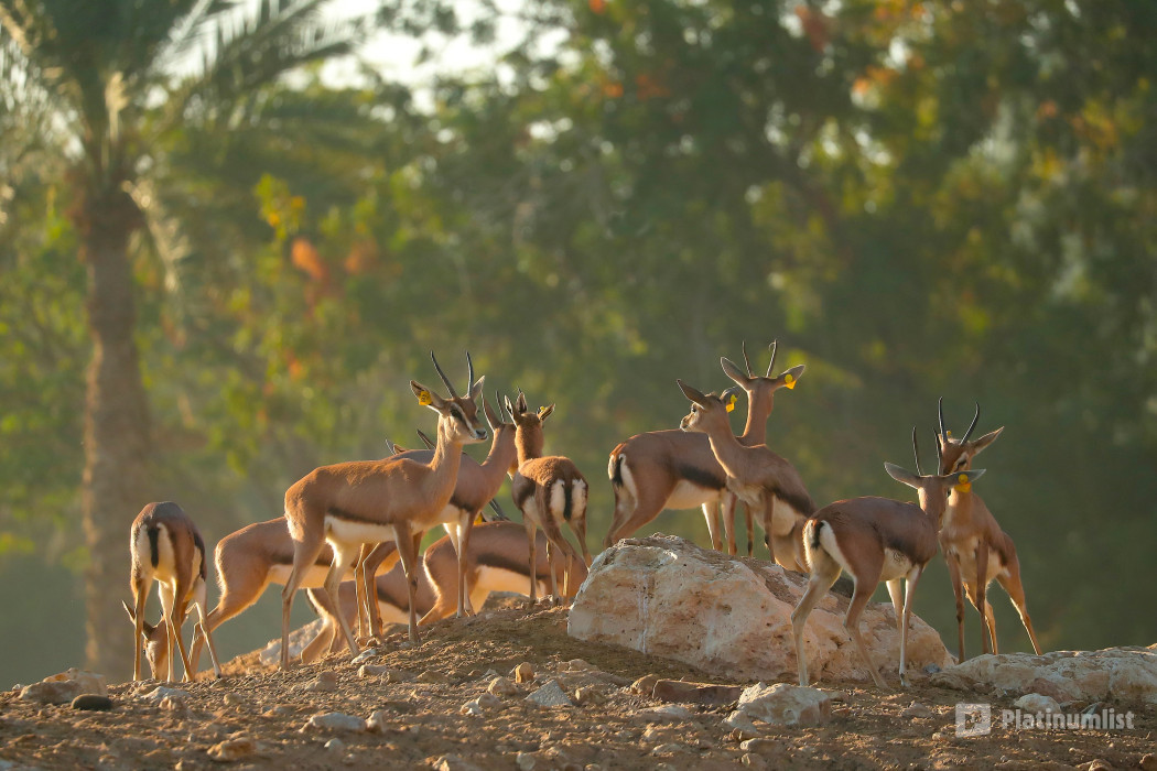 Al Ain Zoo Tickets in Al Ain: Gallery Photo 3e706w