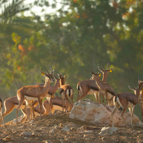 Al Ain Zoo Tickets in Al Ain: Gallery Photo 3e706w