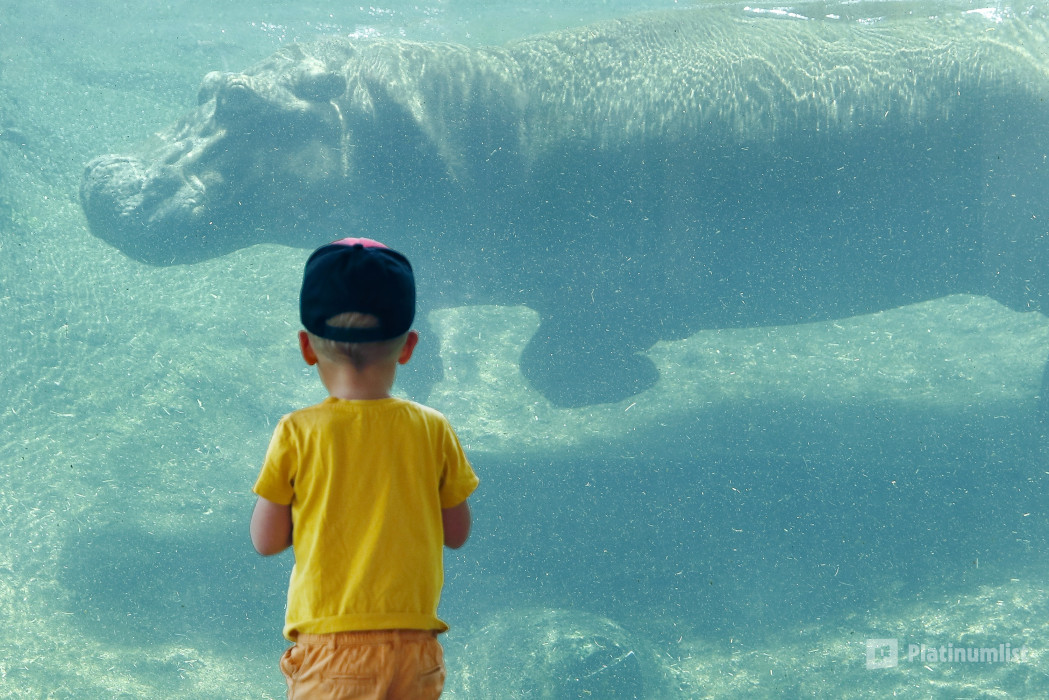 Al Ain Zoo Tickets in Al Ain: Gallery Photo 34j7xv