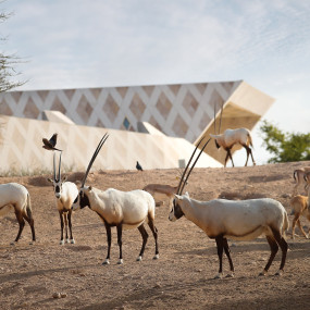 Photo from Al Ain Zoo Tickets in Al Ain: Gallery Photo 3bj0yp