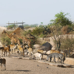 Photo from Al Ain Zoo Tickets in Al Ain: Gallery Photo zw60q4