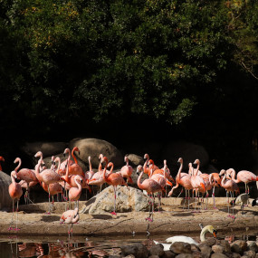 Photo from Al Ain Zoo Tickets in Al Ain: Gallery Photo n0v7p9