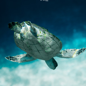 Photo from رحلة مشتركة لمدة نصف يوم في جزيرة الديمانيات in مسقط: Gallery Photo n6974y